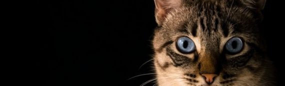 10 ways to spot Chronic Kidney Disease in your cat